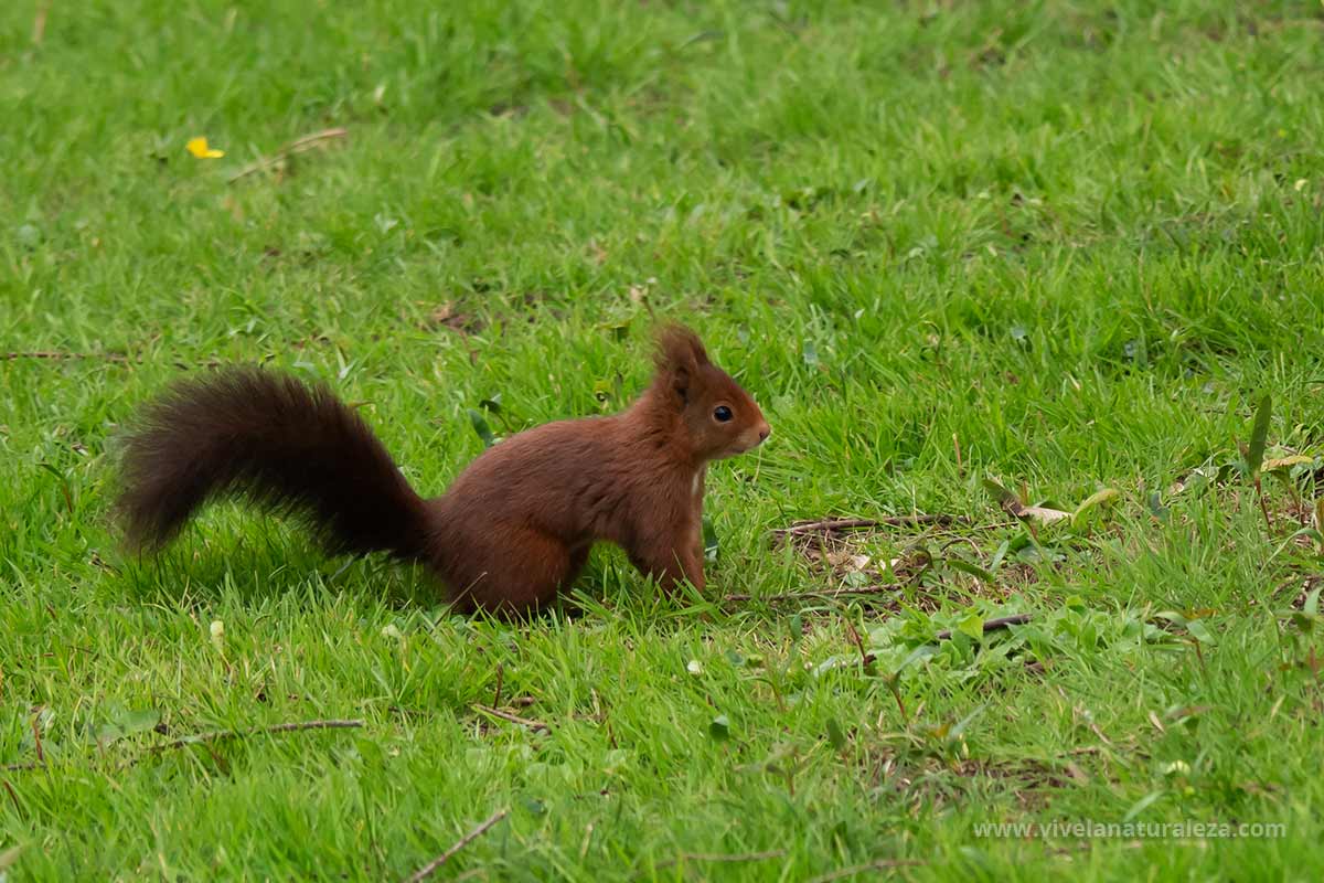 Ardilla roja o común Sciurus vulgaris Vive la Naturaleza