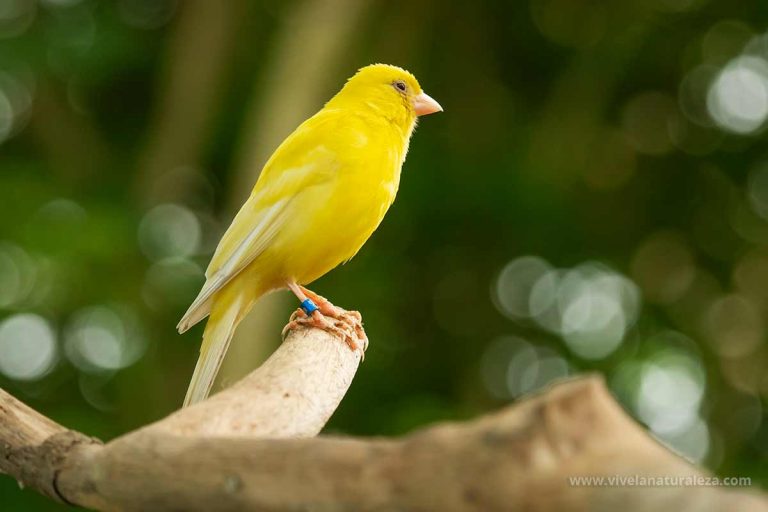 Canario doméstico Serinus canaria domestica Vive la Naturaleza