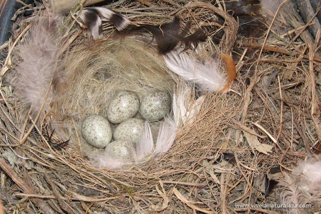 Nido de labandera blanca (Motacilla alba) con 5 huevos