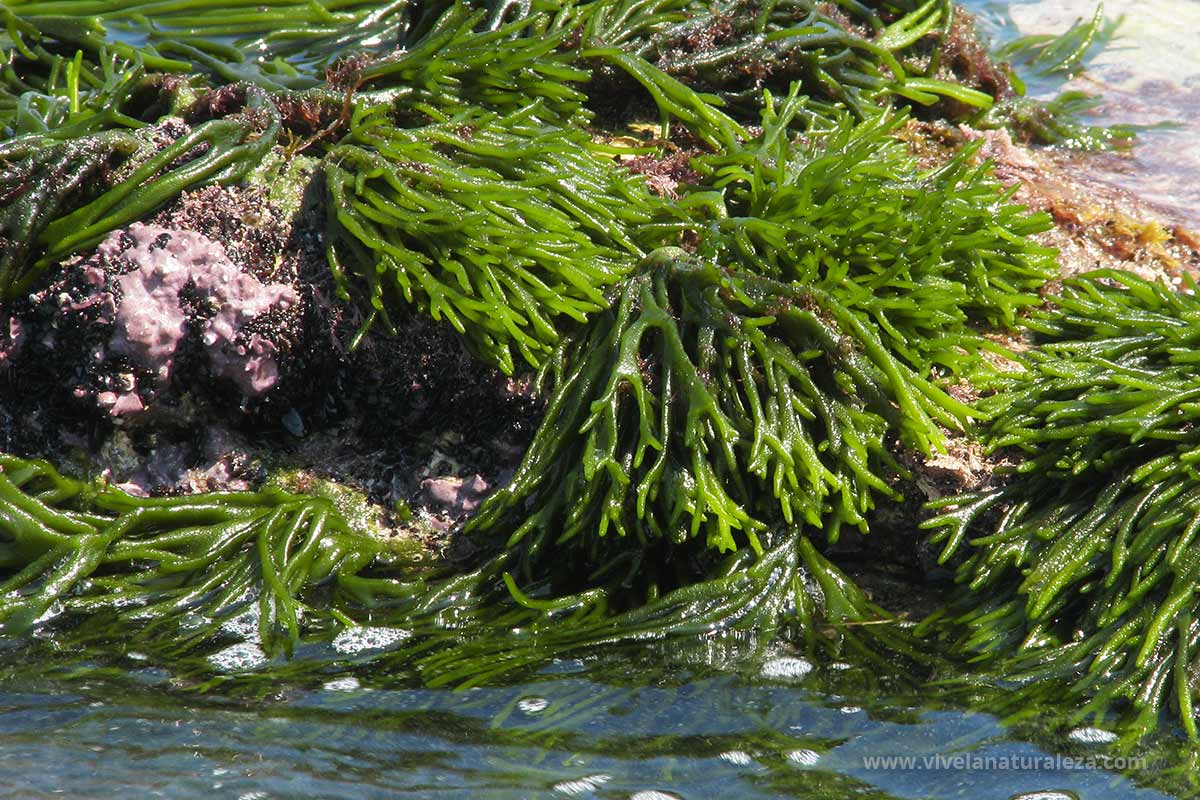 Ramallo De Mar Codium Tomentosum Vive La Naturaleza