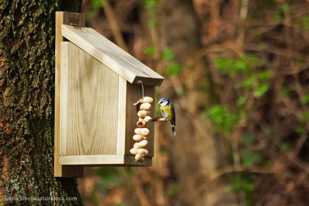 Condimento excitación semestre Cómo hacer una casa para pájaros - Vive la Naturaleza