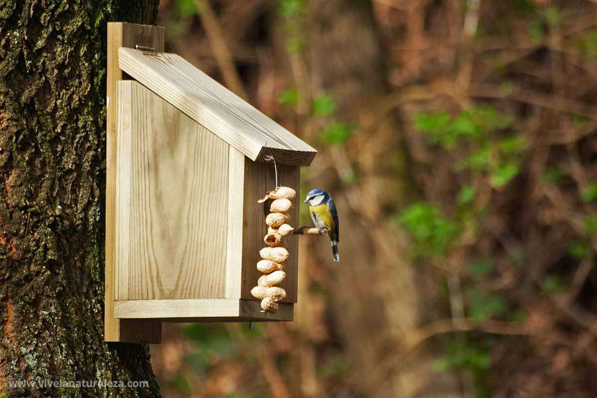 Cómo hacer una casa para pájaros - Vive la Naturaleza
