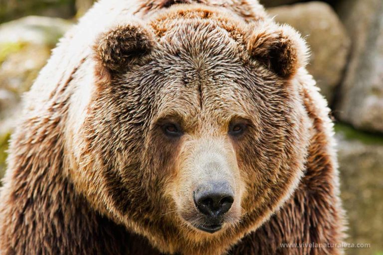 Todo Sobre El Oso Pardo Ursus Arctos Vive La Naturaleza