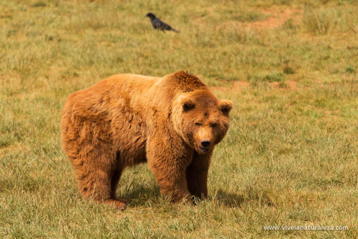 Todo sobre el Oso pardo - Ursus arctos - Vive la Naturaleza