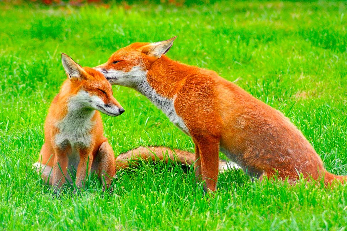 Animales Zorro 10 Zorros