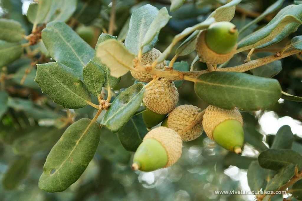 Los secretos del Castaño - Castanea sativa - Vive la Naturaleza