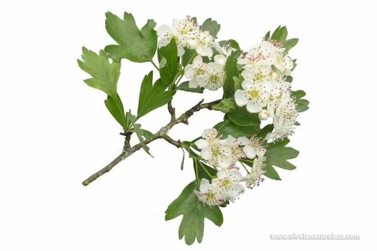 Espino blanco (Crataegus monogyna) Propiedades Vive