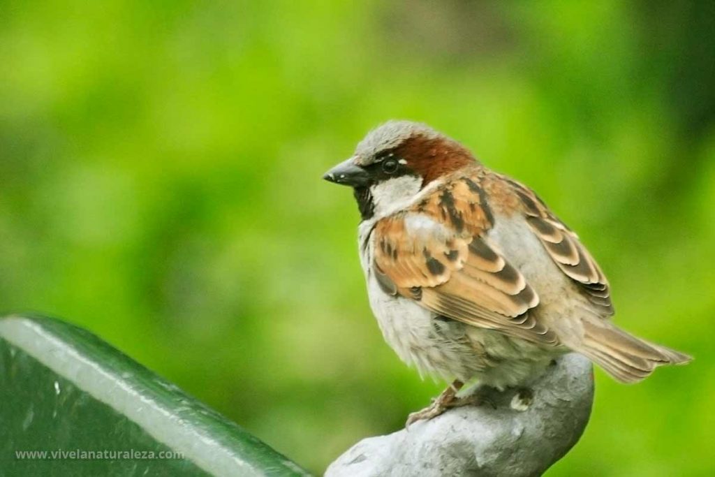 Gorrión común - Passer domesticus - Vive la Naturaleza