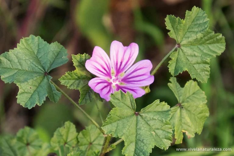 Malva común - Malva sylvestris - Vive la Naturaleza