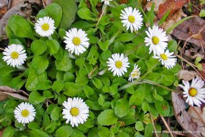 Margarita Menor - Bellis Perennis - Vive La Naturaleza