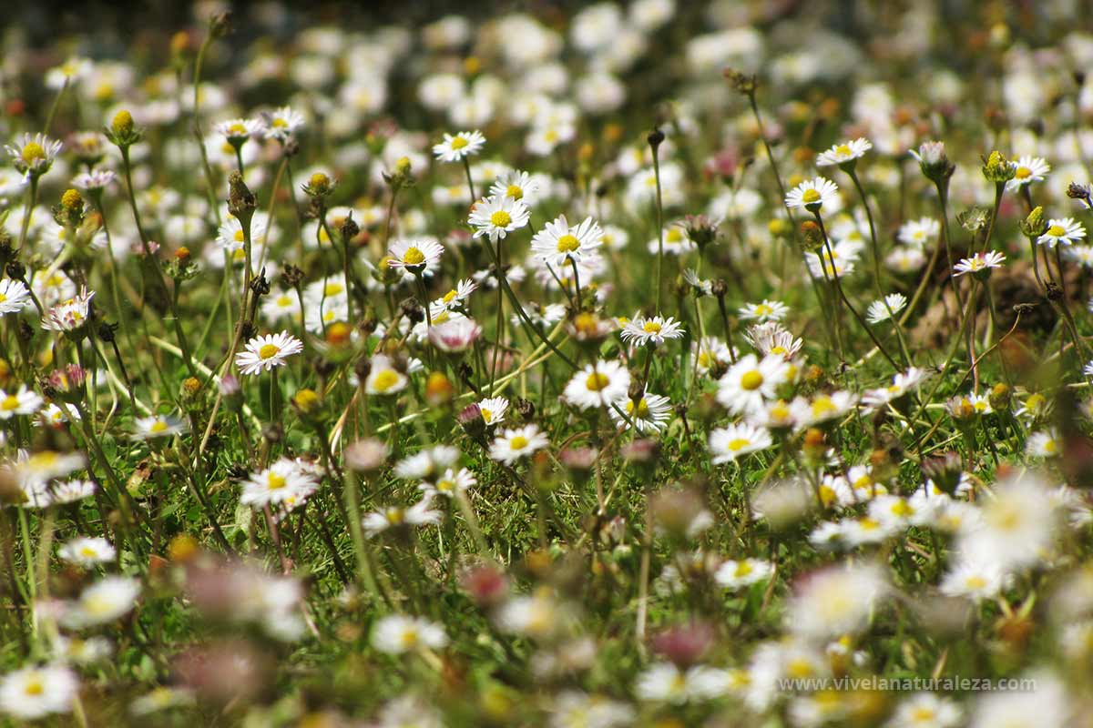 Margarita Menor - Bellis Perennis - Vive La Naturaleza