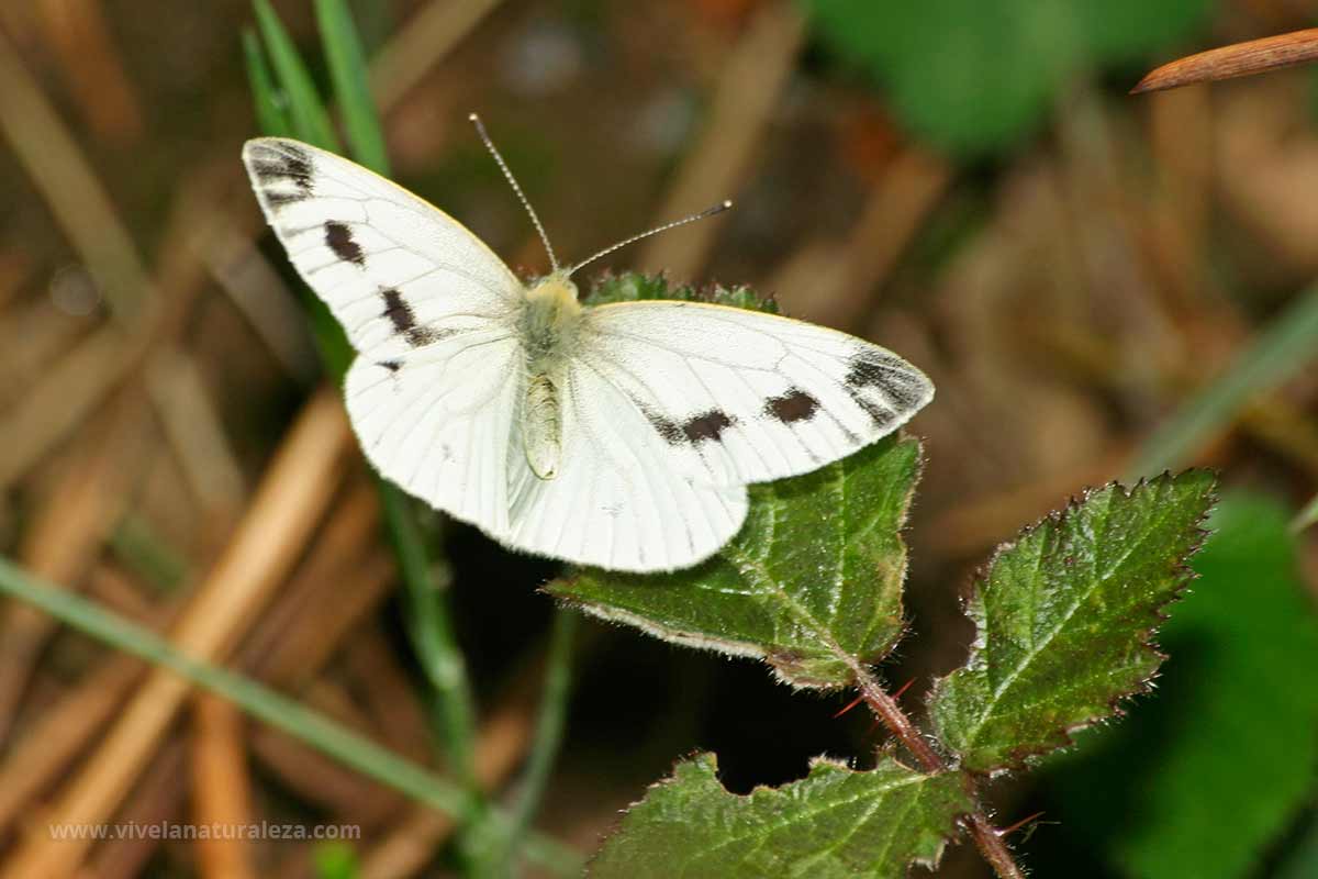 Pieris brassicae – mariposa de la col o blanca de la col - Vive la