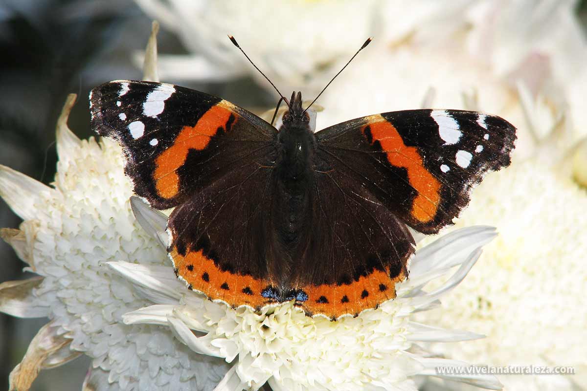 mariposa vulcana, almirante rojo o numerada (Vanessa atalanta) .