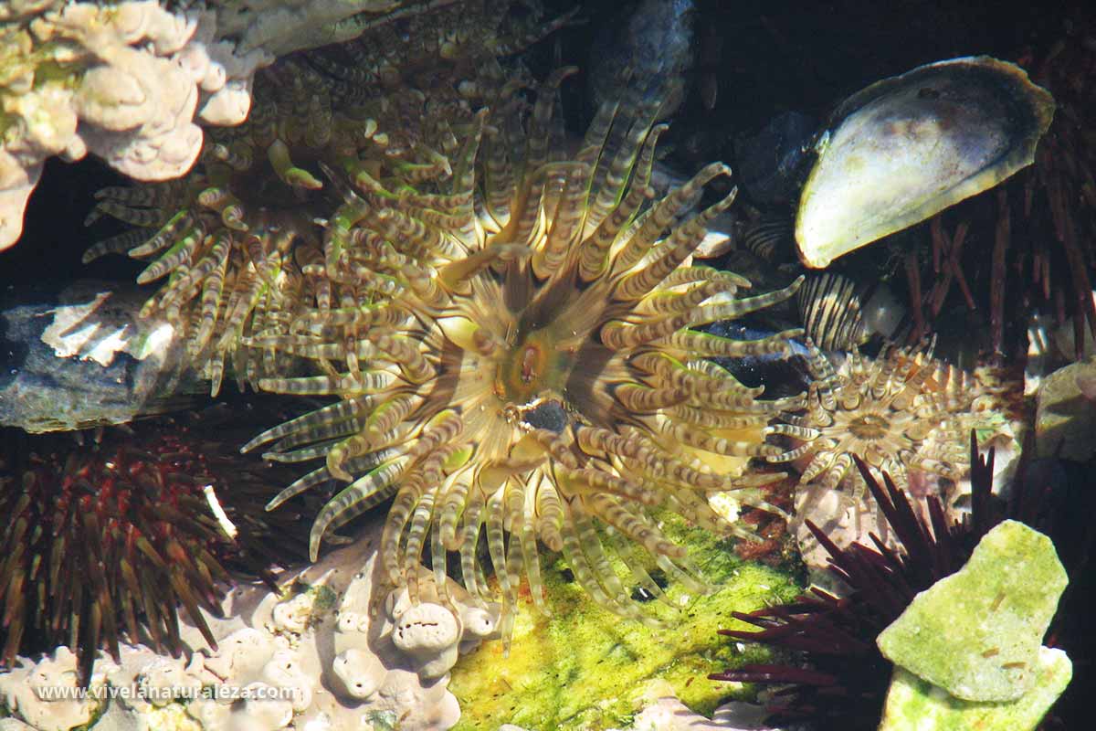 Anémona de mar verrugosa - Bunodactis verrucosa - Vive la Naturaleza