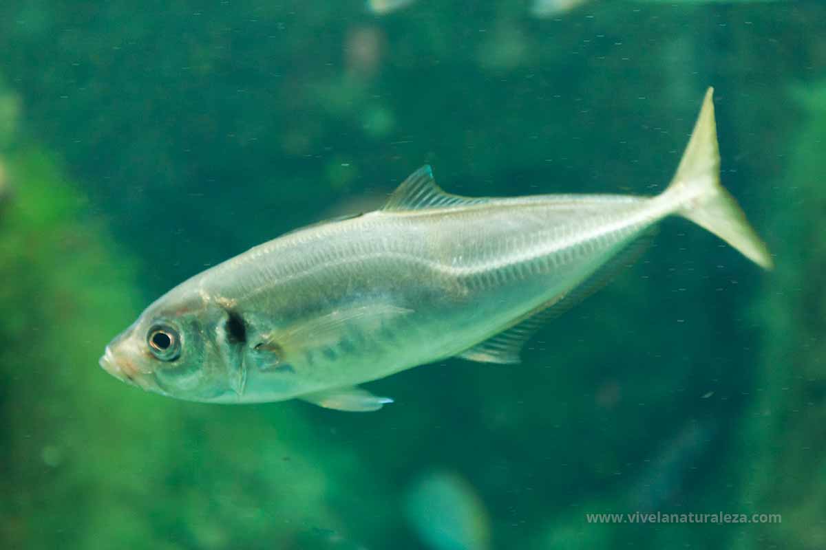 Jurel Trachurus trachurus Vive la Naturaleza