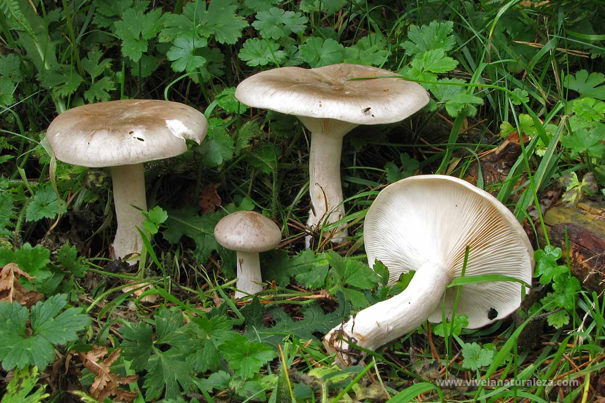 Clitocybe Nebularis Pardilla Vive La Naturaleza 7433