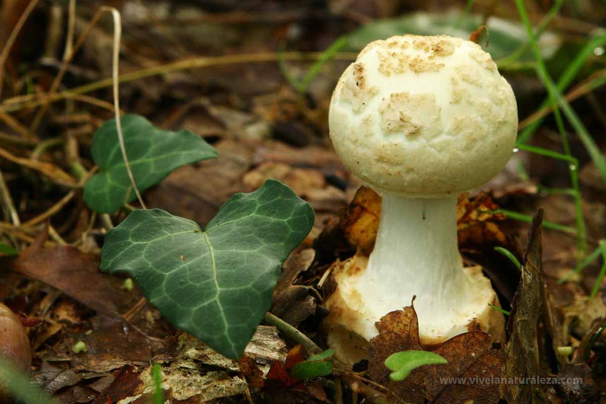 La seta Amanita citrina - Vive la Naturaleza