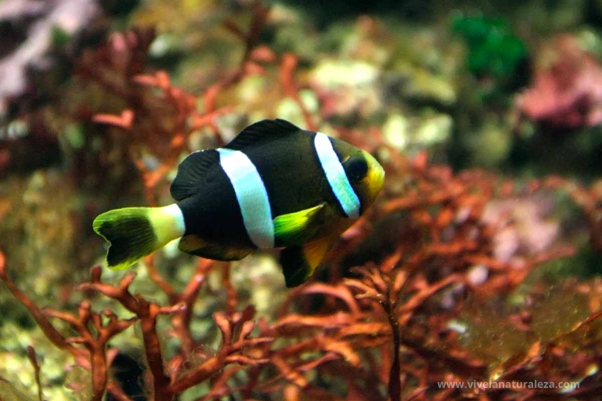 Peces Vive la Naturaleza